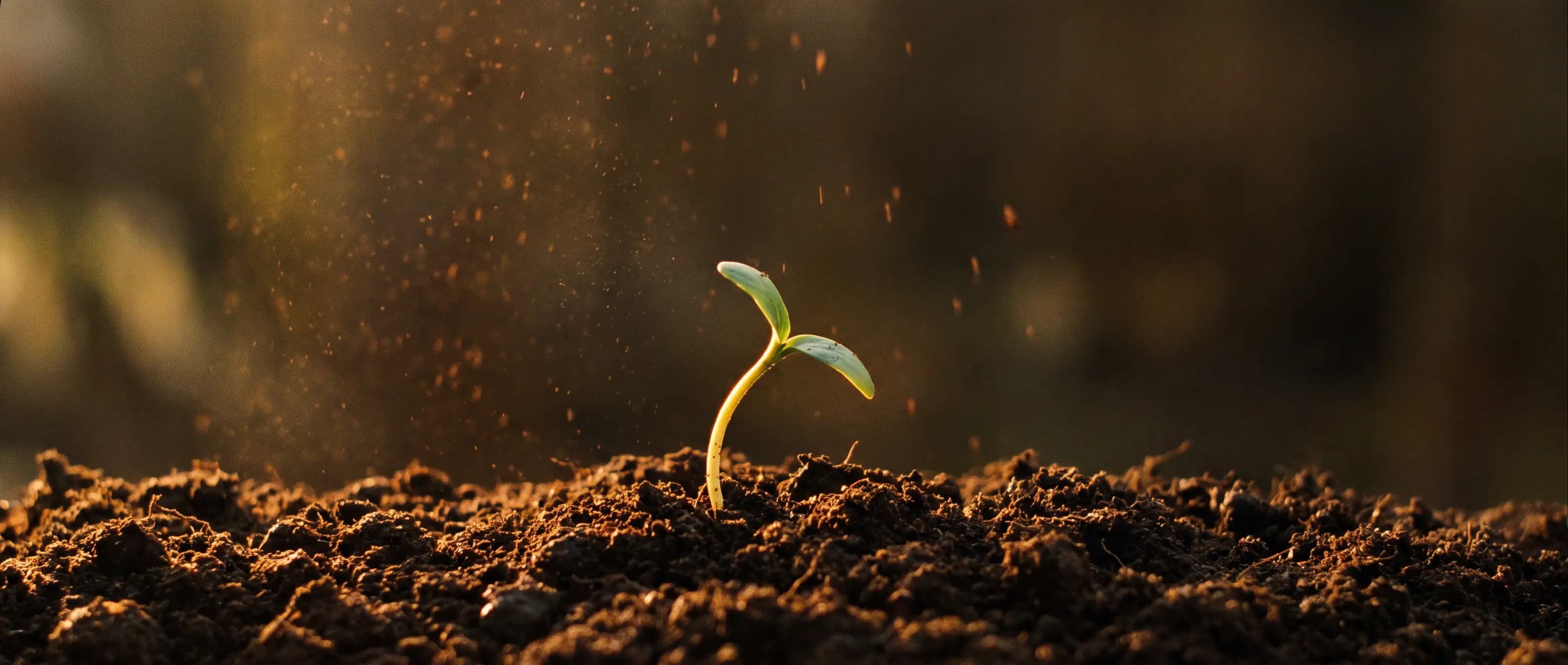 A young seedling emerging from warm soil at golden hour