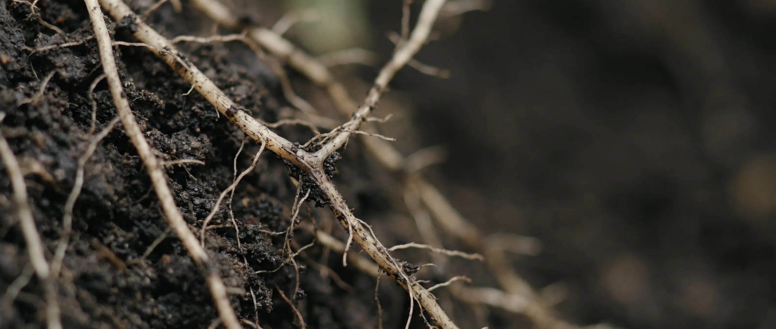 Plant roots woven through dark soil